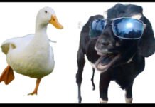 Kisah Seekor Bebek dan Kambing Hitam
