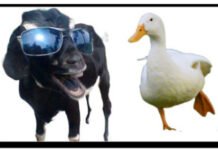 Kisah Seekor Bebek dan Kambing Hitam (Bagian 2)